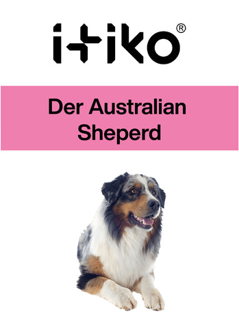 The Australian Sheperd The terrace Australian Sheperd can also be described as robust and resistant. These are herding dogs that were mainly used in sheep farming. This is still often the case today