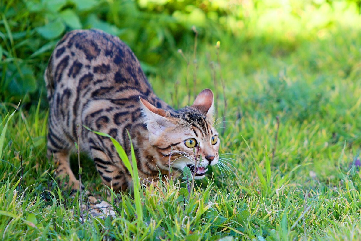 Bengalkatze