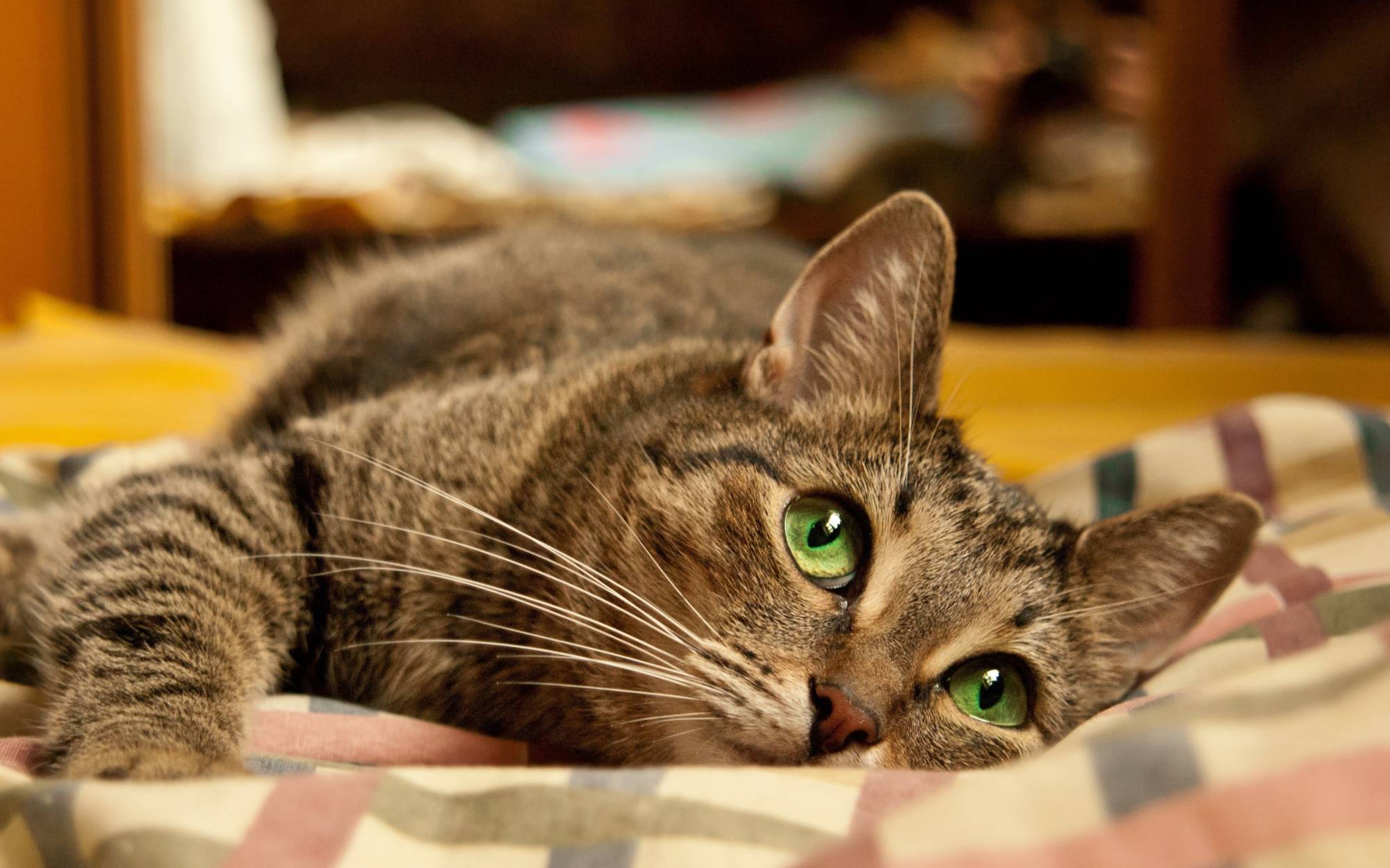 Vorteile von Aktivitäten und Trainingseinheiten für deinen Hund oder Katze