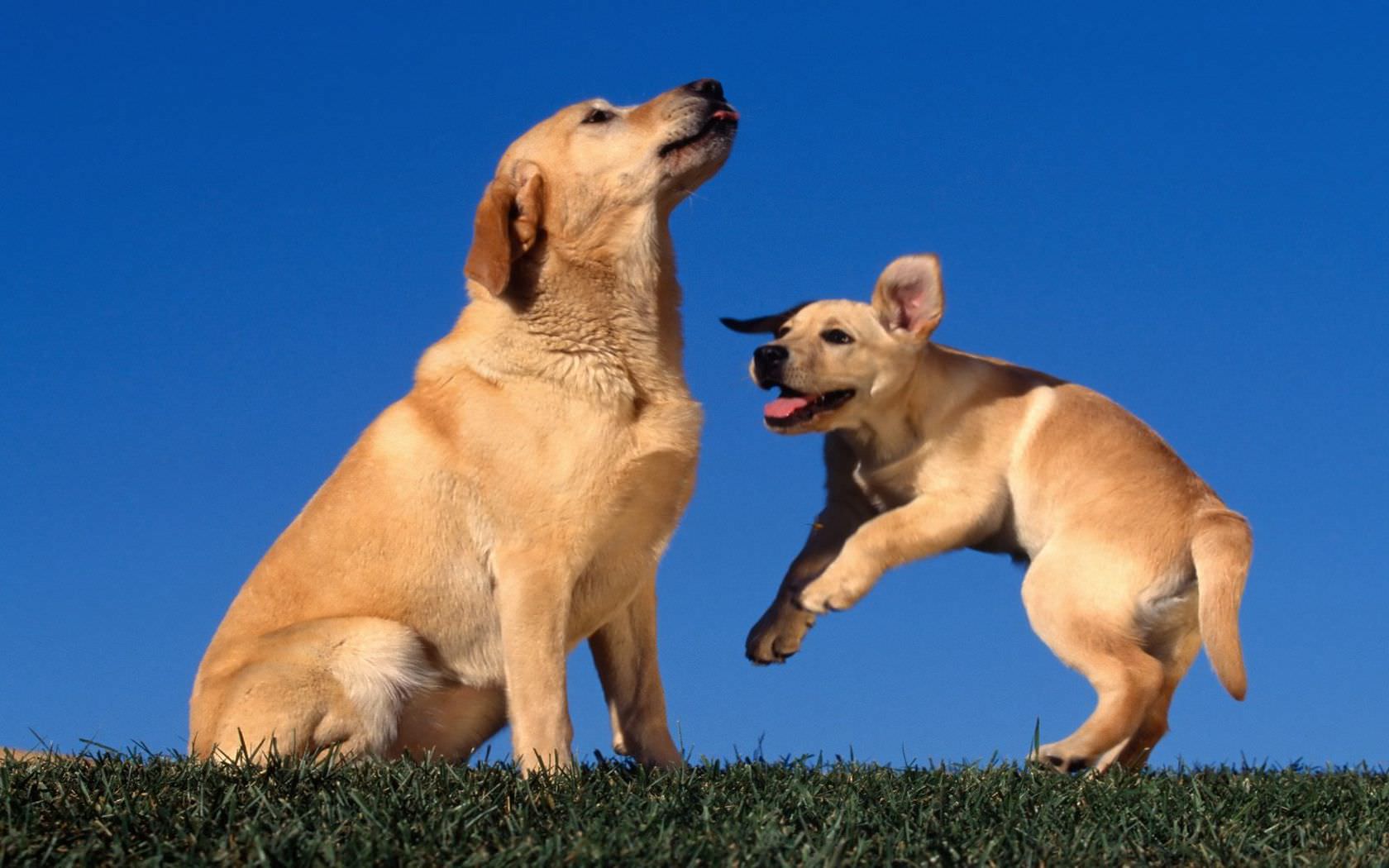 Fortgeschrittenes Hunde- bzw. Katzentraining