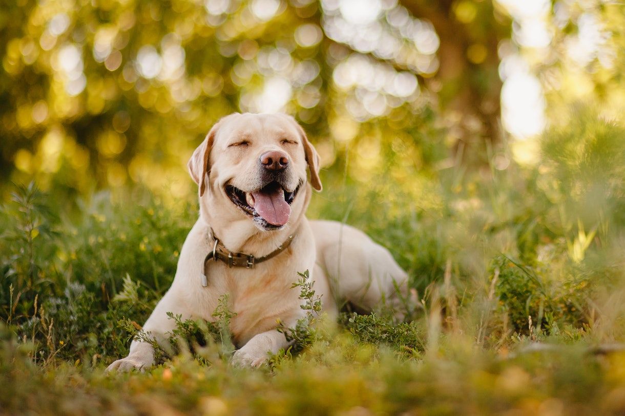 Labradors