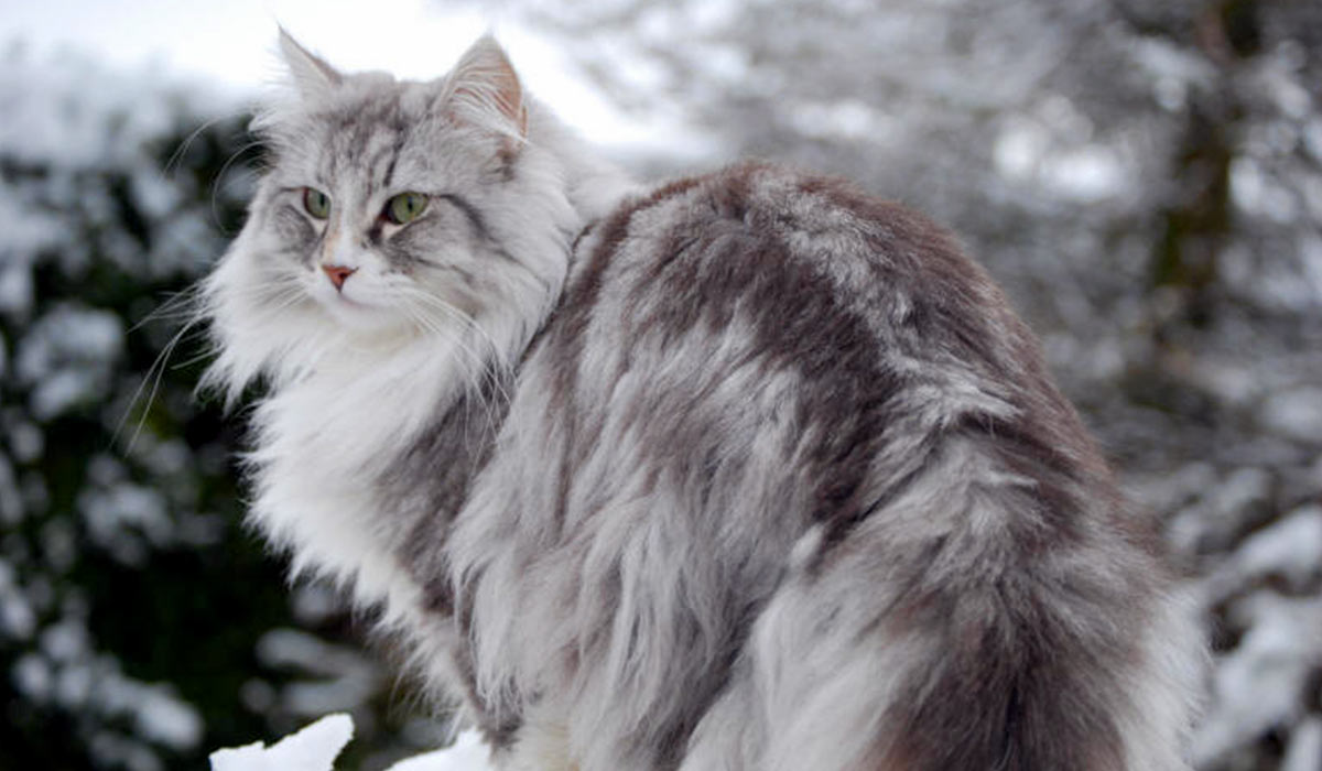 Norwegische Waldkatze