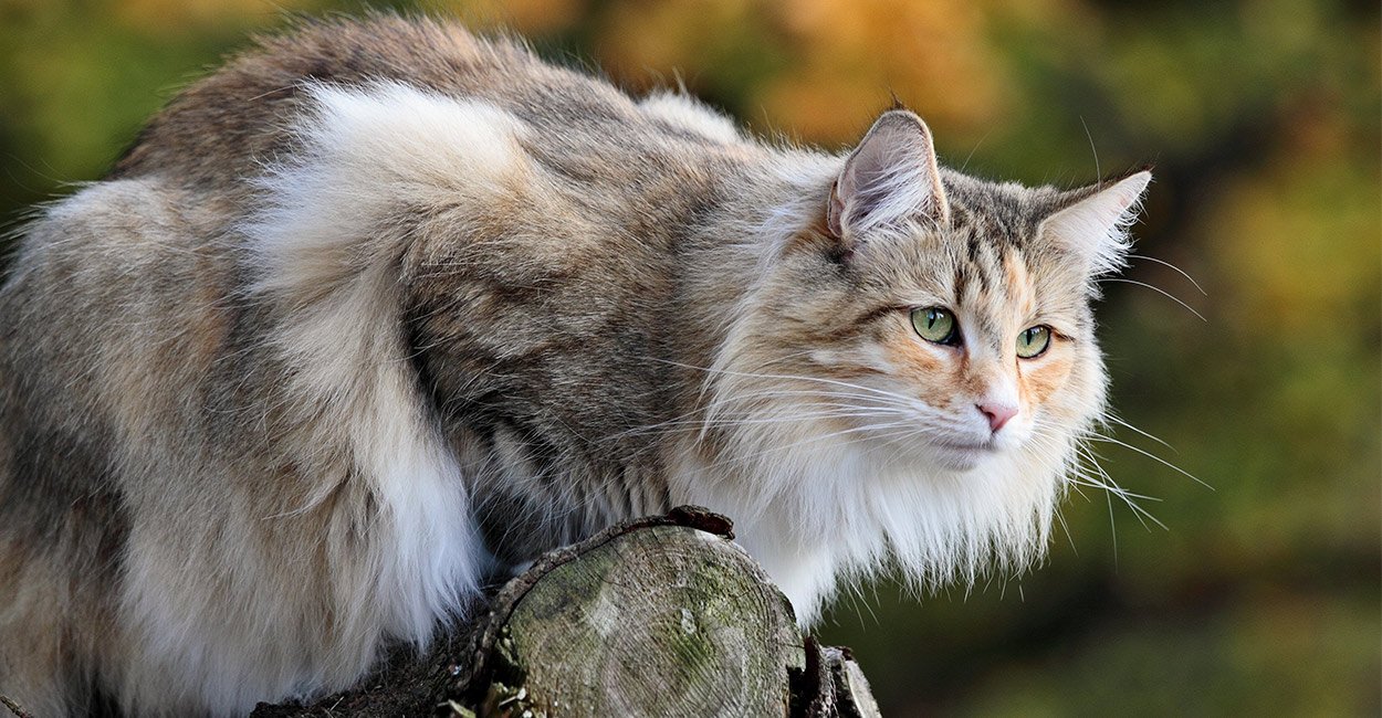 Norwegische Waldkatze