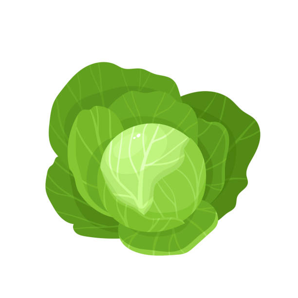 lettuce.jpeg__PID:e710de04-abdc-455e-b35a-473208a00f5c