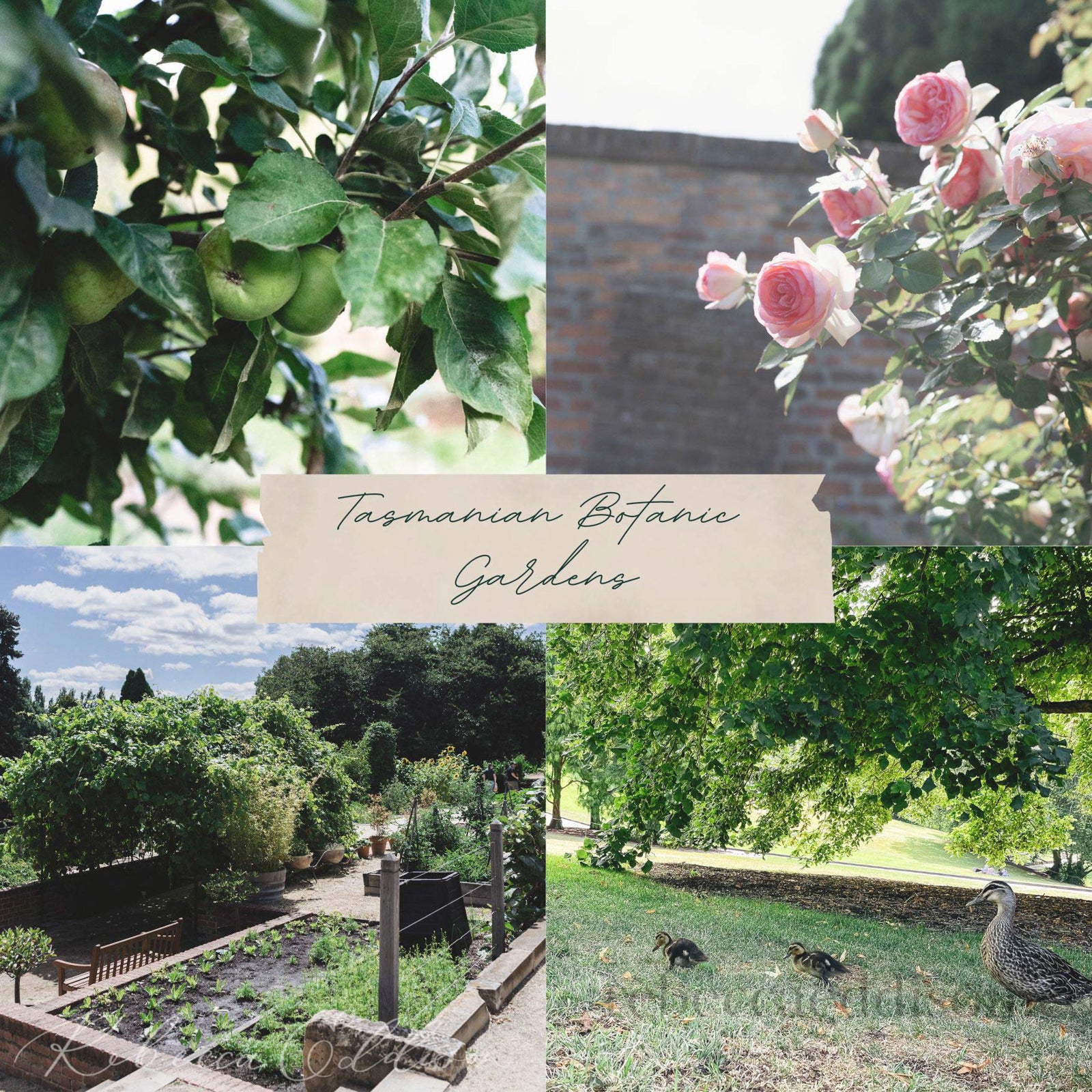 Hobart botanical gardens, roses in full bloom and lush sprawling lawn make it a perfect day out.