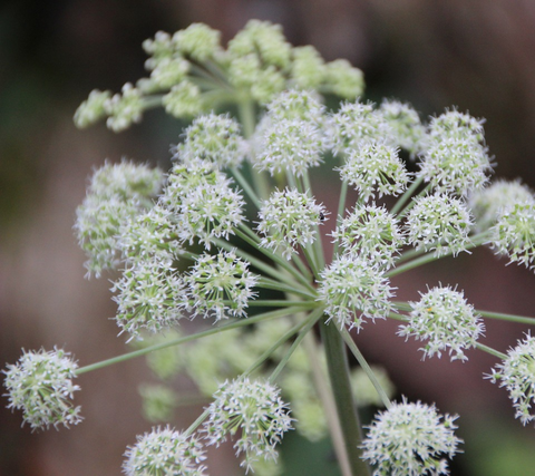 angelica root plant