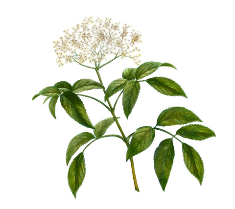 Elderberry flower plant illustration