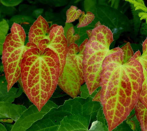 Epimedium Leaf