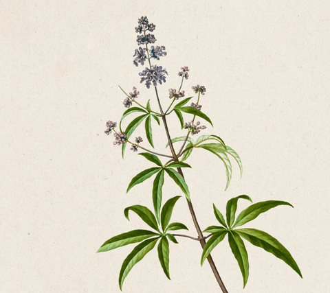 Fructus Viticis (Vitex) plant illustration