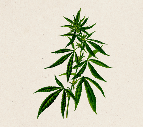 hemp plant illustration