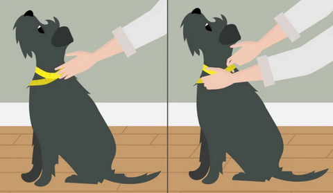 Ako zmerať psovi obvod krku