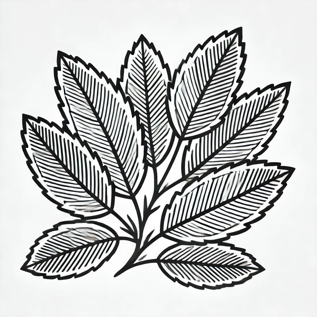 Maté
