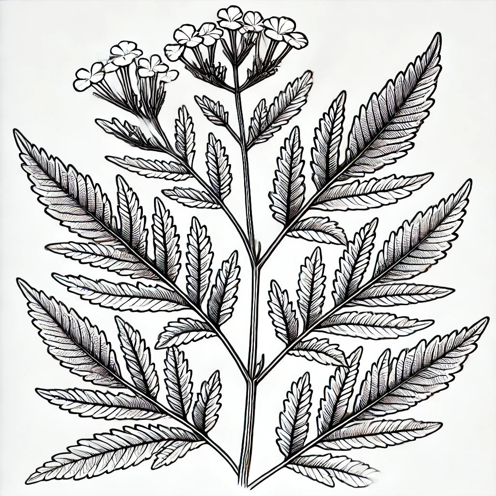 Verveine