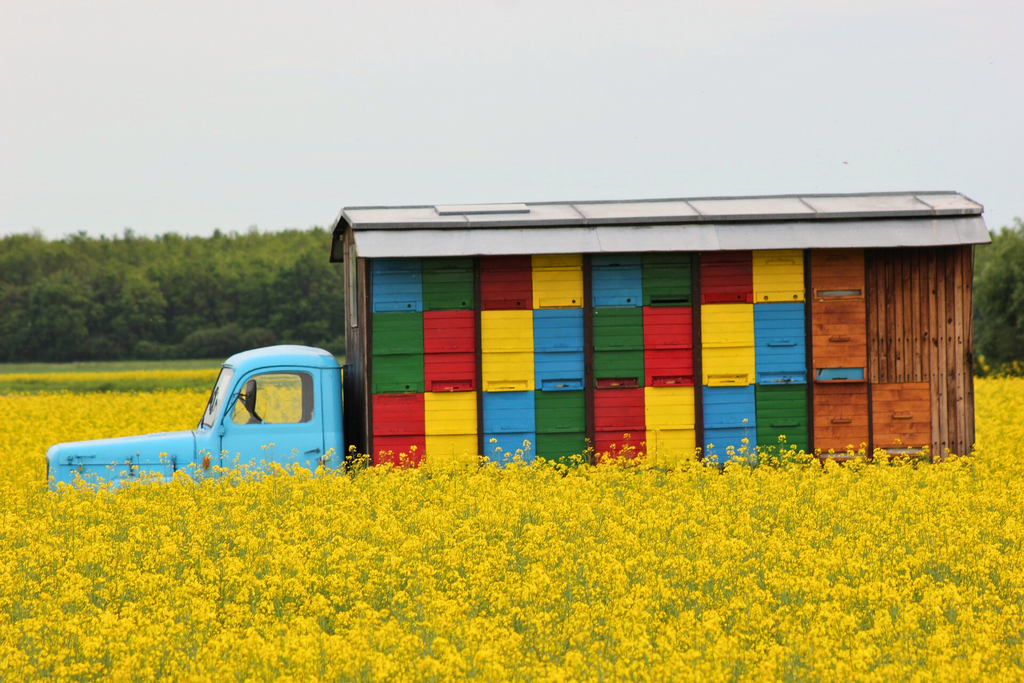 Honey Flow - What Beekeepers Should Know