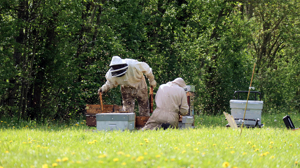 Honey Flow - What Beekeepers Should Know