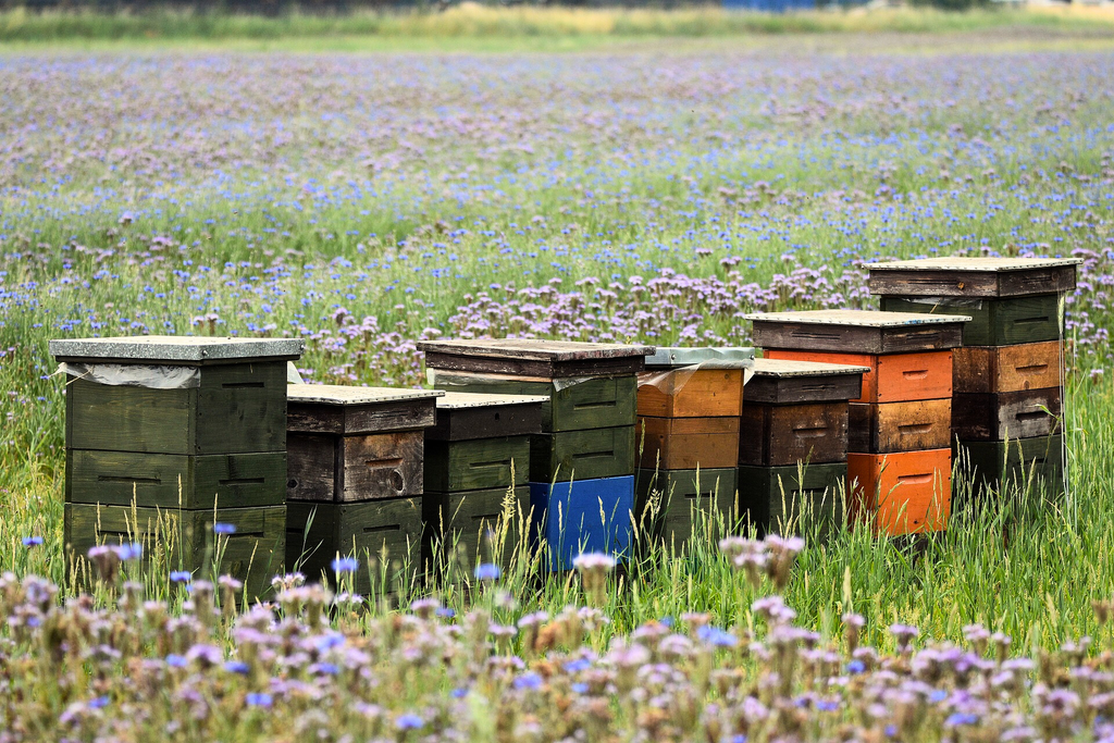 Honey Flow - What Beekeepers Should Know