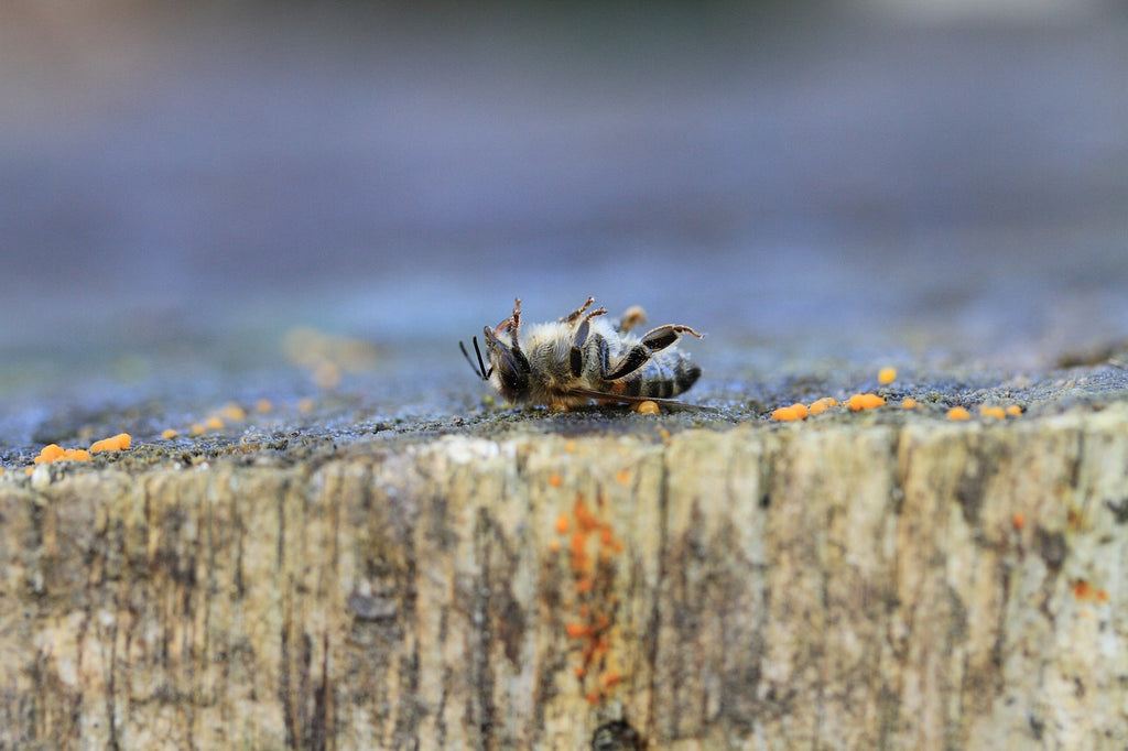 When to treat for Varroa mites? —— APIBUZZ