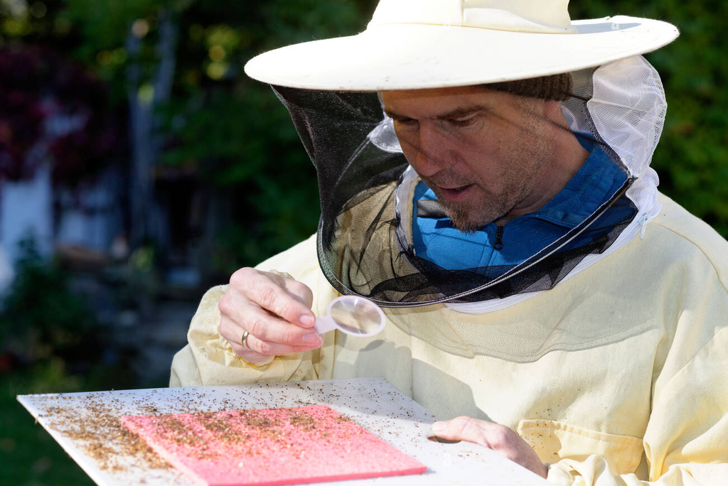 Honey Flow - What Beekeepers Should Know