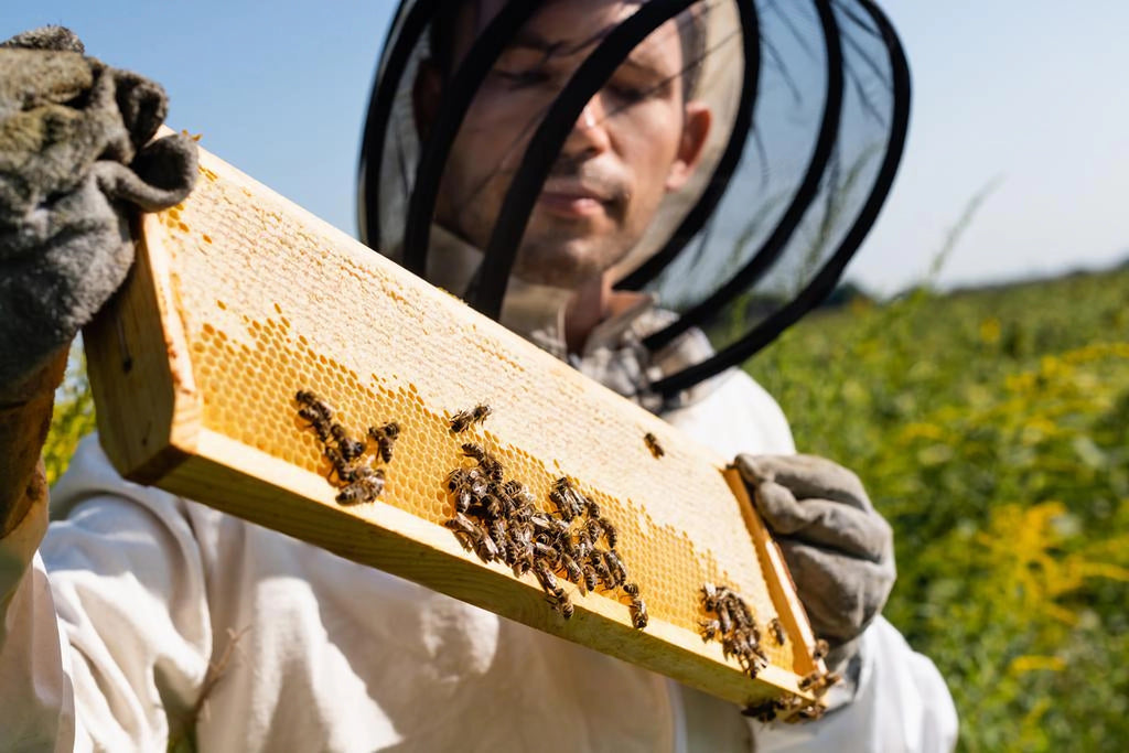 Лечение пчелиного клеща - APIBUZZ