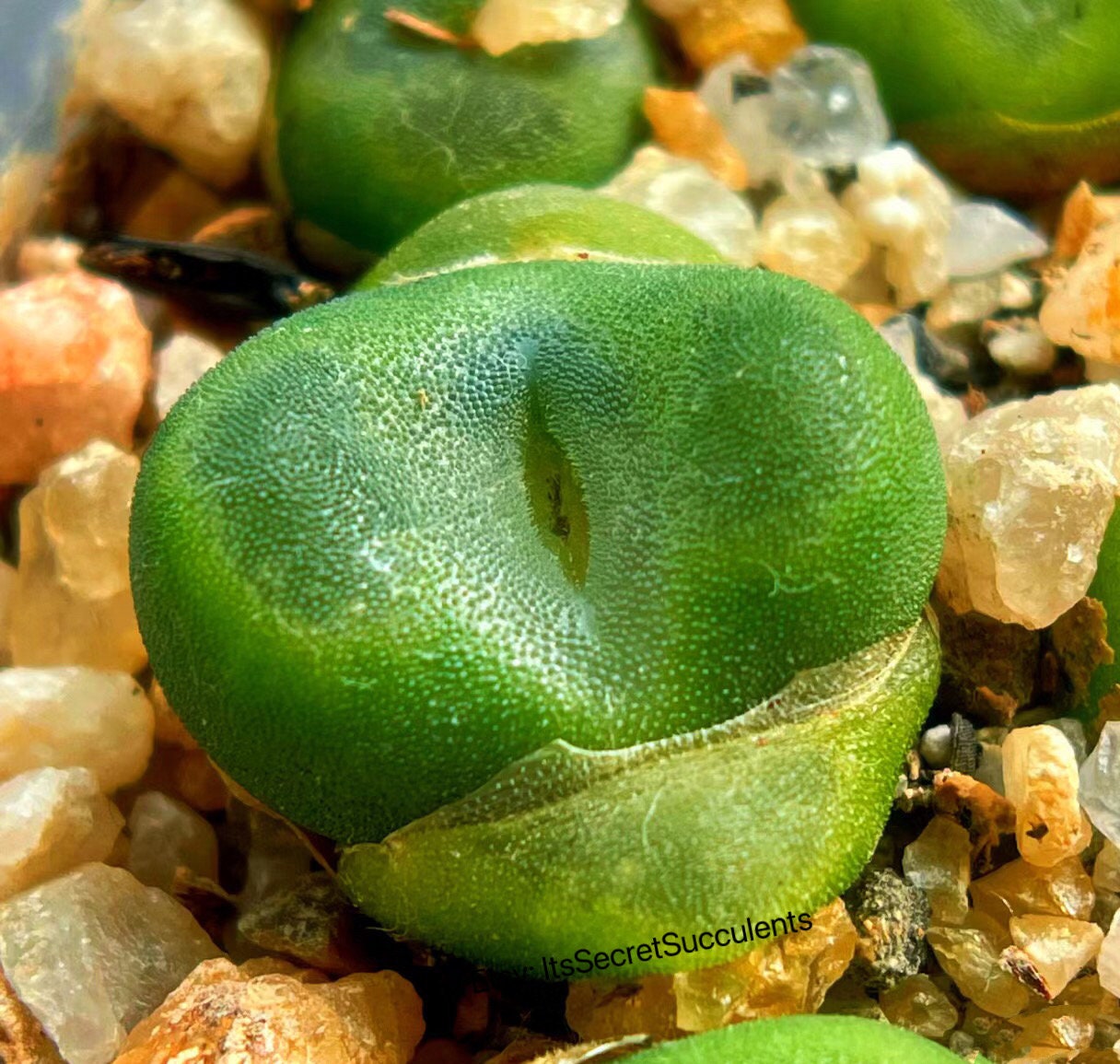 Conophytum Phoeniceum SH1212 