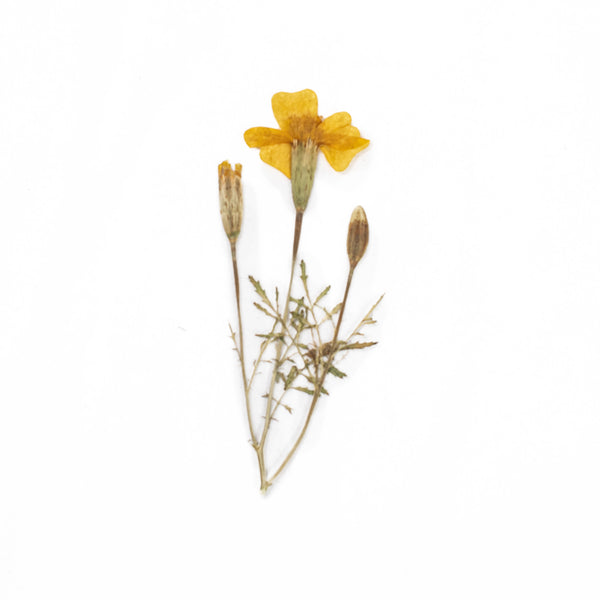 Flower Press - Daisy – Crush