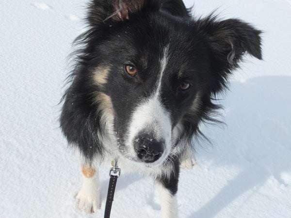 Willow the Border Collie