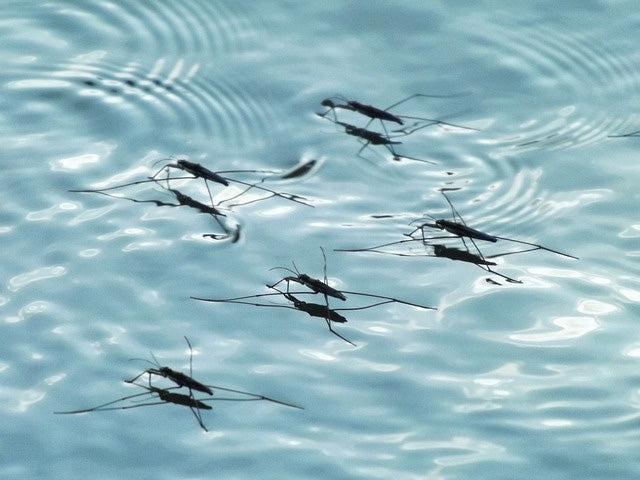 Mosquitoes on water