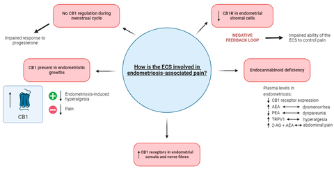 Endometriosis and the Endocannabinoid System