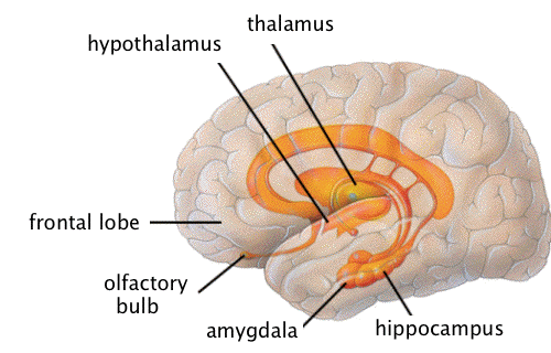 prefrontal cortex, hippocampus, amygdala and hypothalamus