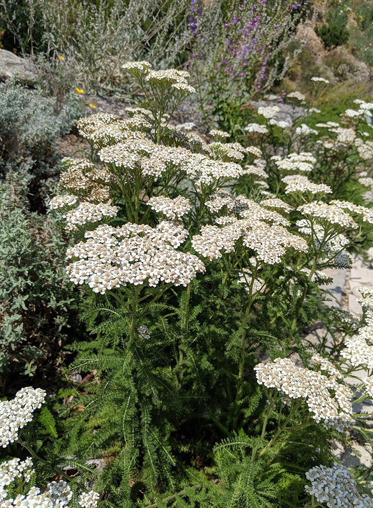 Achillea millefolium 'Island Pink' - Island Pink Yarrow (Plant