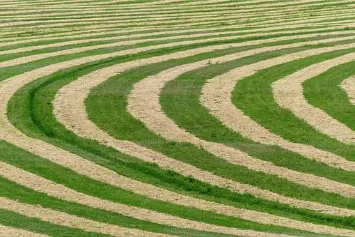 irrigated field