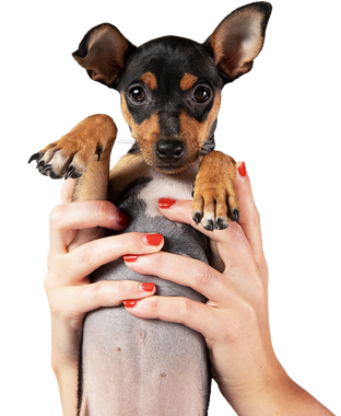 owner-holding-her-dog-up 1.png__PID:ea4d9eac-ccb8-4854-b5fa-9664f0ebe06f
