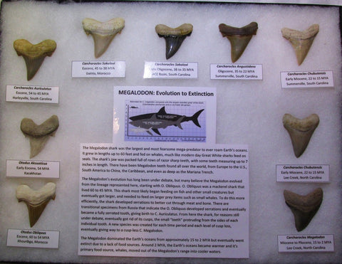 Megalodon Evolution