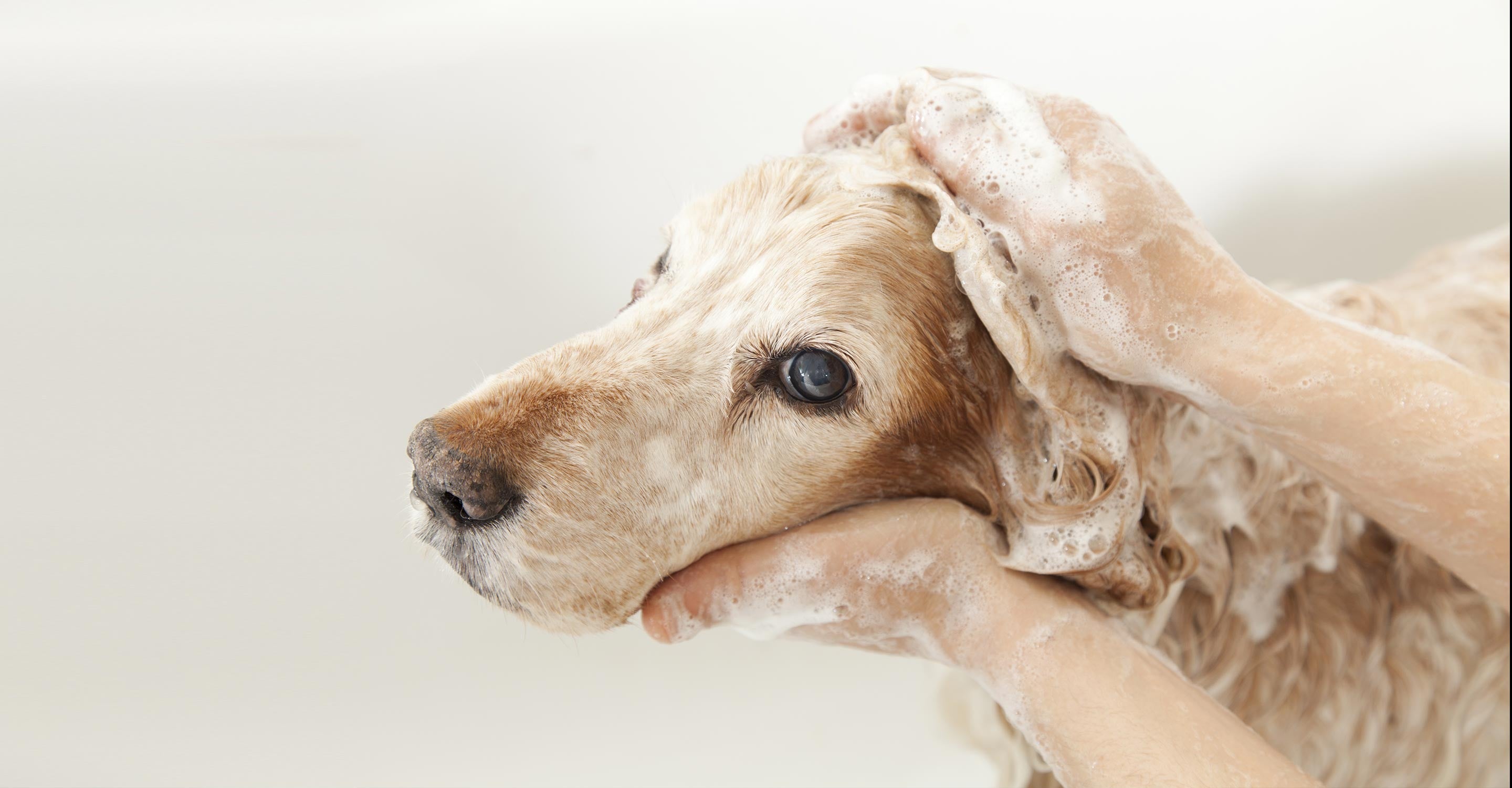 How to CLEAN COUCH and REMOVE ODORS!! Dog, Pet, Smoke (CHEAP & SO EASY!!! )