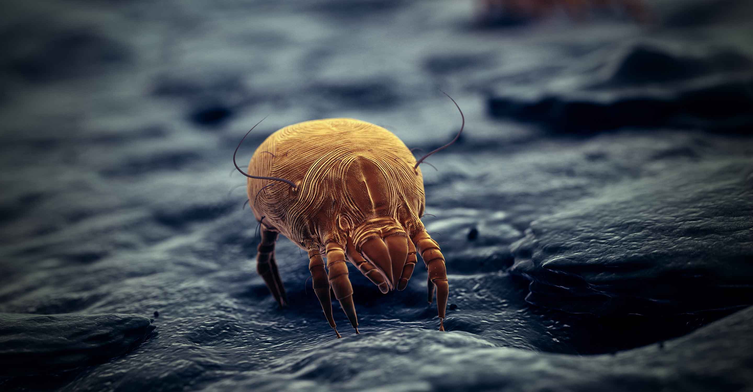 Dust Mites and Air Purifiers: Minimizing Allergens