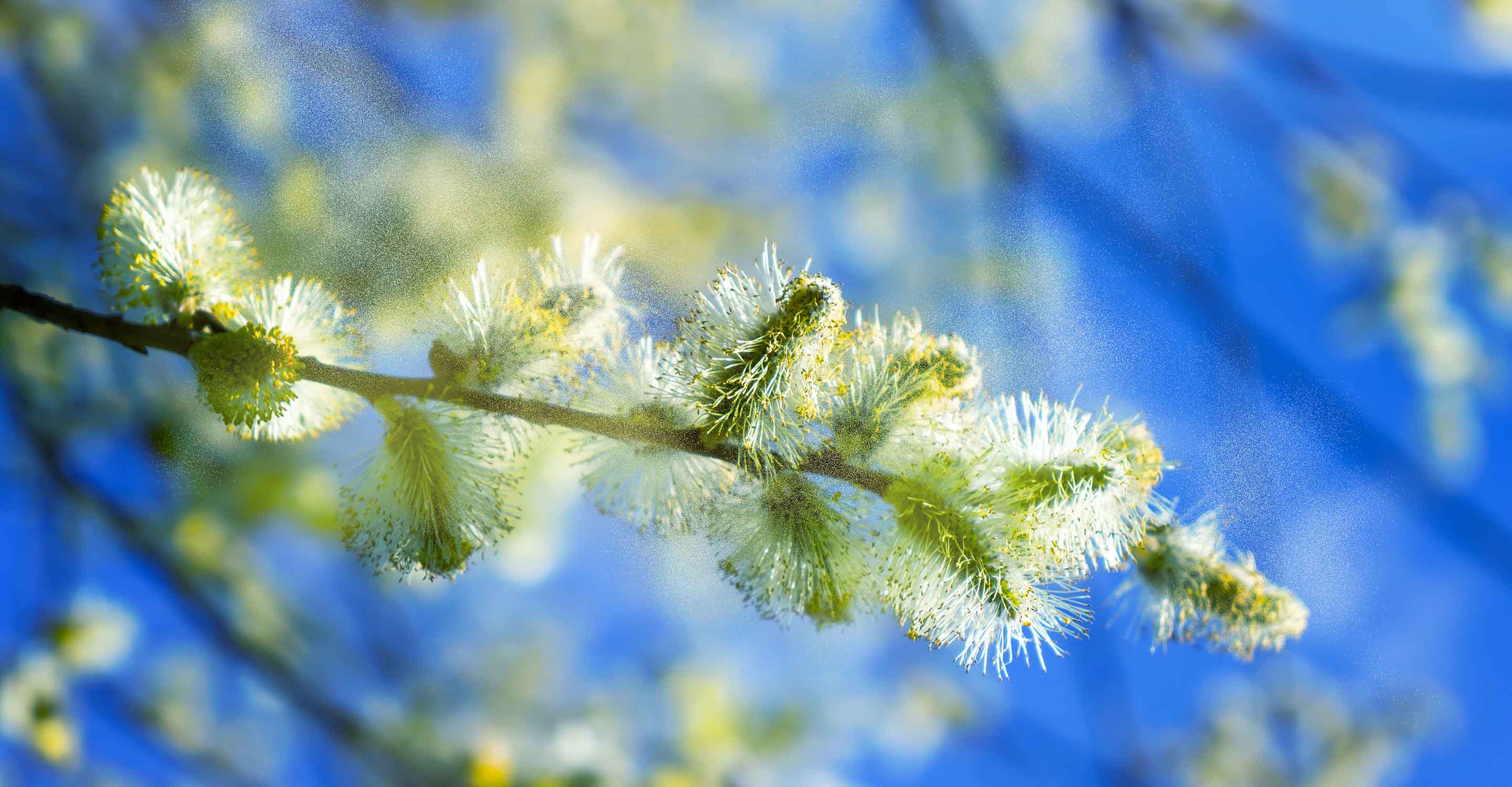 Top 11 Health Benefits of Pine Pollen - Healthier Steps