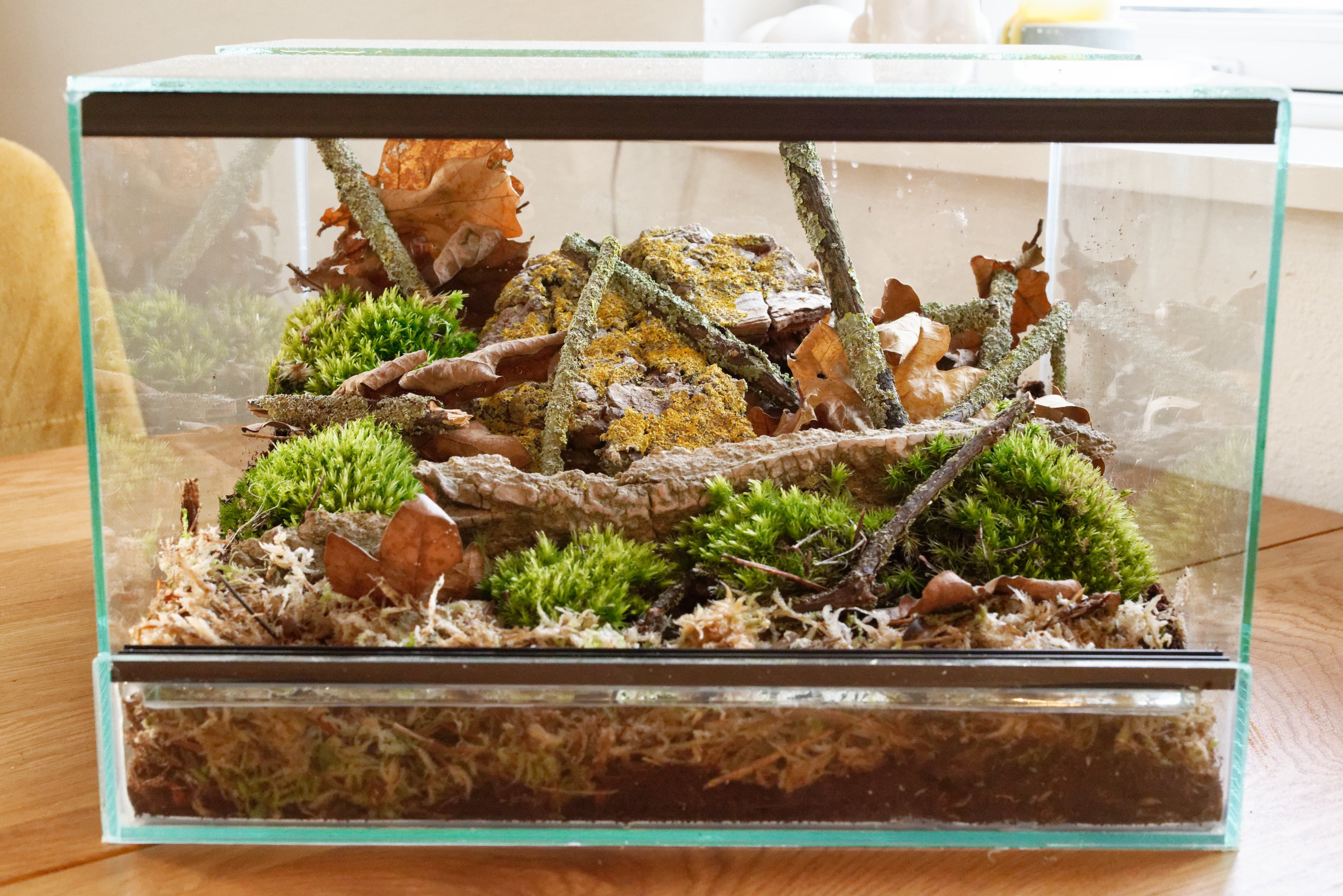 Flot terrarium med levende mos og visne blade og pende