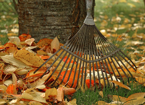 Rake with fall leaf pile