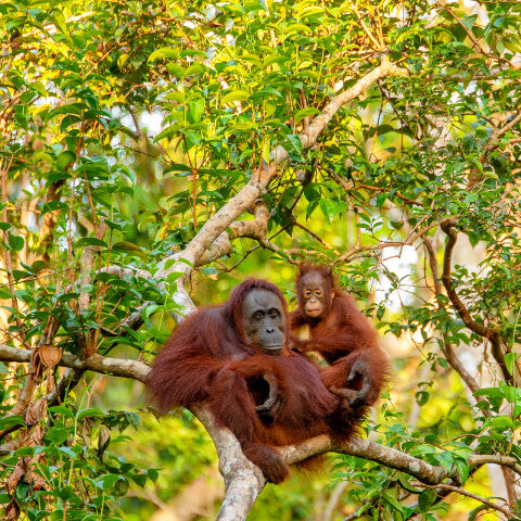 Orang Utangs