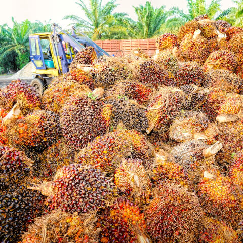 Palm Oil Fruit Harvesting