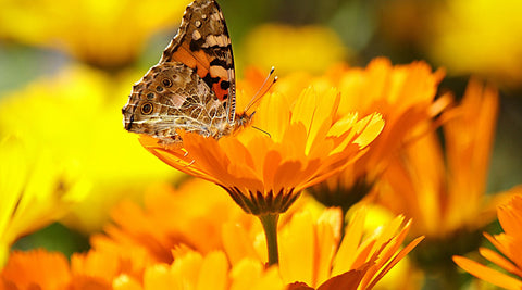 Calendula flower with butterfly