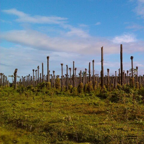 Dead Palm Oil Trees