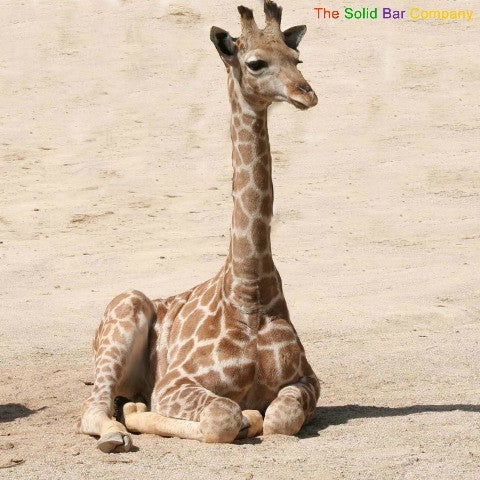 A baby giraffe at The Solid Bar Company