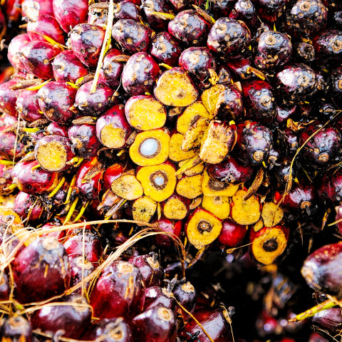 palm oil ruit after harvest