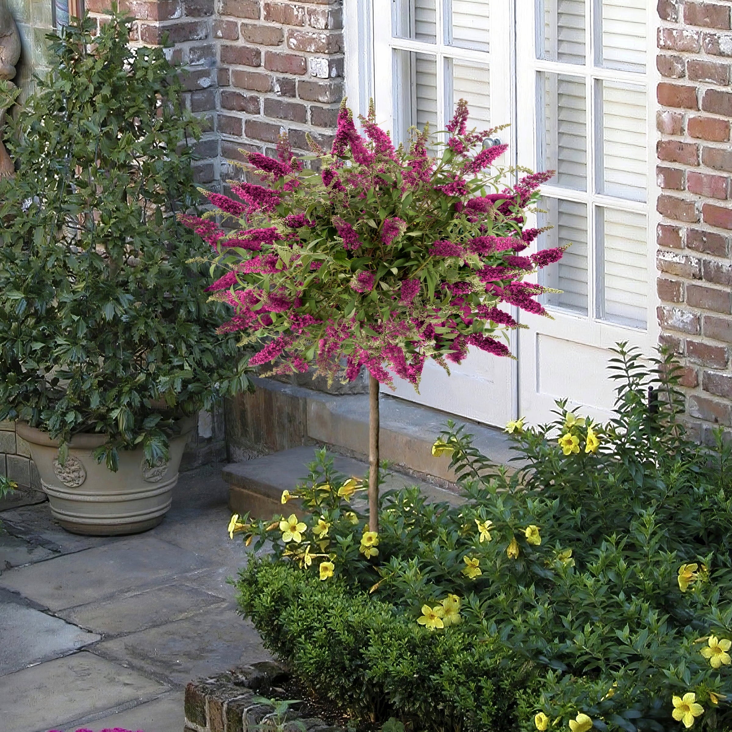 1 gal. Buddleia Blaze Pink in Live Tree-Form with Pink Flowers,Full Sunlight