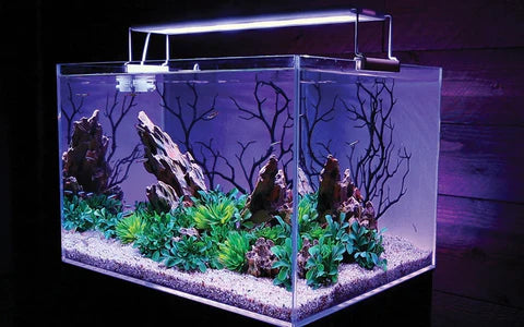 Small Manzanita Branch for Small Tanks