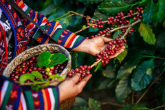 hand picking coffee