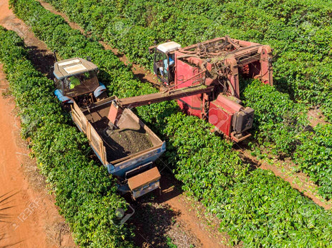 coffee harvesting machine