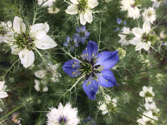 Orlaya White Lace Flower - Seeds Grown in Nova Scotia — Annapolis