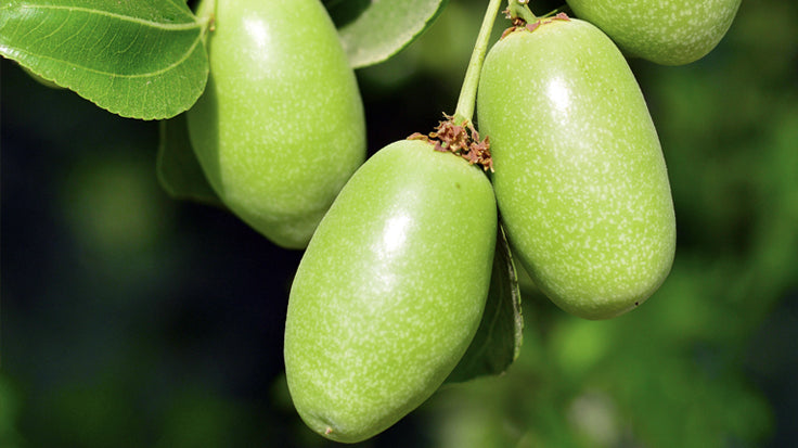 Green Jojoba fruits on the tree that we use to make our Miracle Facial oi.